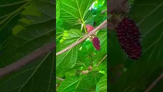 Май в Сочи. Поспевает #шелковица также известная как #тутовник
