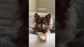 Scary Dog Scream Caught on Camera 😰 / Jumpscare Warning ⚠️‼️