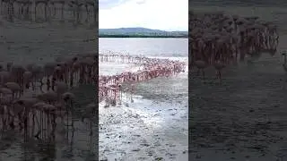 Gdzie na Cyprze zimują flamingi? #shorts #cyprus #flamingo #winterspecial #larnaca