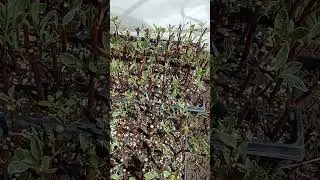 Perlite or peat with perlite for rooting: which is better?