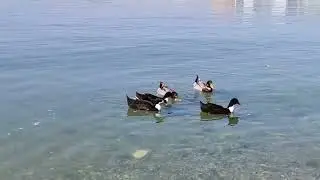 Мои потуги в ветеринарии должны увенчаться успехом!