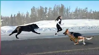 Loyal Dogs Saved People Life Compilation 2017