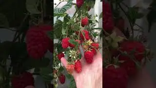ГУСАРИЯ НОВИНКА