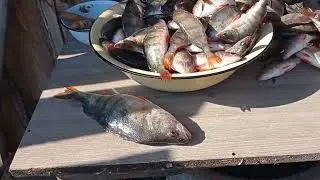Коту перепало от большого улова