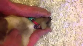 Cat lick toes