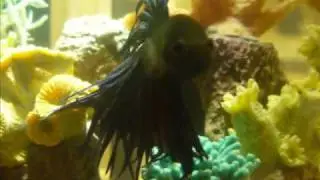 Dread Lock Betta