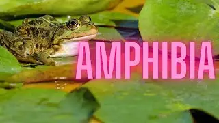 Curiosità e stranezze degli ANFIBI con Simone Zoccante