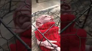 No te comas a mis hijos! 