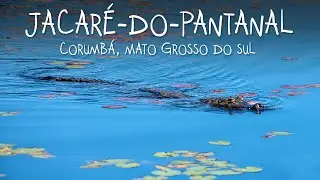 Yacare caiman, in the Pantanal of Mato Grosso do Sul - by Leonardo Merçon