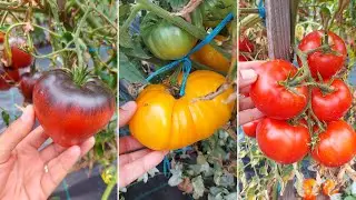 Recolta mea de roșii, soiuri românești și soiuri exotice! 🍅