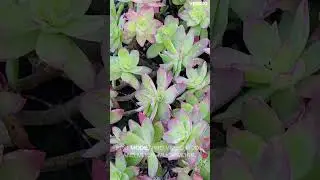 OnePlus 9 PRO 2023 Express Review
