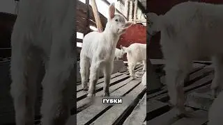 The cutest goat breed you've ever seen! 🐐🥹 