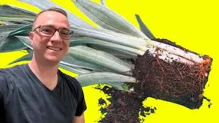 How to Repot a Snake Plant