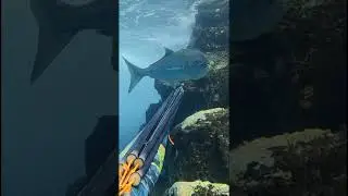 PEJEREY GIGANTE ( disparo TOP ) 
