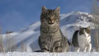 A couple off cats in the snow 🌨️