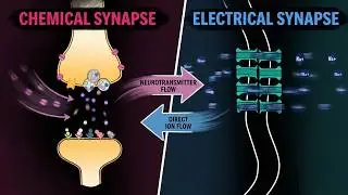What is a Synapse? | Chemical vs Electrical Synapses Explained