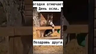 Мемас из тиктока #весело #весело #мемы #прикол #ржака #жиза #мем #рек #врек