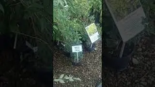 Анапа садовый центр