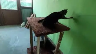 🧏🏻‍♂️ Deaf - cats and dogs walking in the garden ( кошки и собаки гуляют в саду )