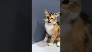 Mocheng kenalan dengan member senior marah marah 😹 #kucinglucu #cat #catlover #kitten