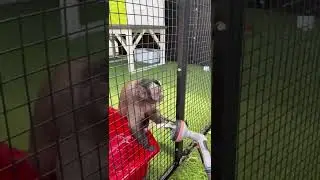 Orzeszki ❤️ #zwierzęta #monkey #capuchinmonkey #małpka #kapucynka #love #animal #primate #lovemonke