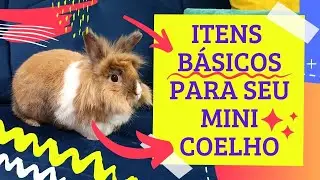 O que não pode faltar para seu mini coelho- HalineCor