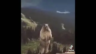 отправляй саньку