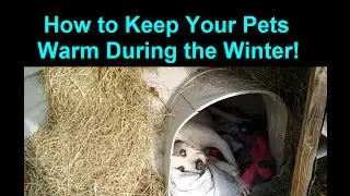 How to Keep a Dog Warm During Winter Cold Weather - Warm Dog House