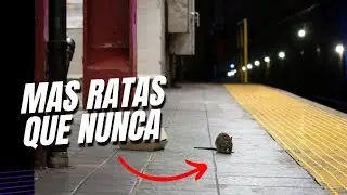 Invasión de ratas en New York | Qué está pasando?