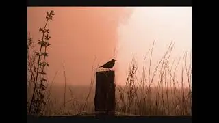 Maria Daines ~ Blackbirds In The Churchyard