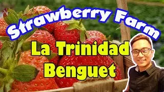 La Trinidad Strawberry Farm/ Ickonikz