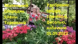 Маленький Огородик Елены Тереховой - Удобрение грядок сорняком, фасолью, кабачком 05.09.2022