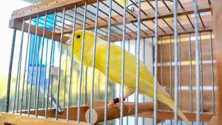 First Canary singing after molting - Canary 's training song  - Yellow Canary
