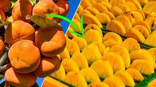 Production Of Dried Fruits From Fresh Persimmons! The Most Healthy Chips