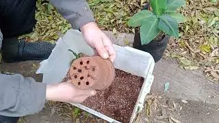 Банан 🍌 супер карлік (Dwarf Cavendish).