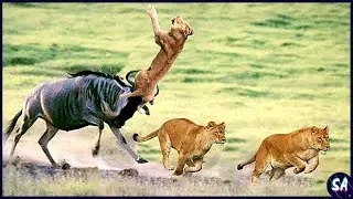 10 Veces Que Los Leones Fueron Derrotados Por Las Presas
