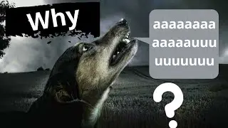 Interesting facts : Why dog howling? why dogs crying at the night? Interesting facts