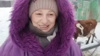 Коровки на прогулке О помощниках