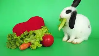 chroma key/green screen rabbit eat/no copyright