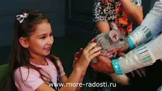 Кулинарное шоу