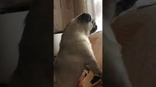 Боня на страже