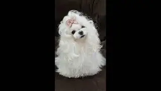 Amazing DOGS.  Funny dogs.  Part 24.🐕🐶