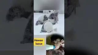 Anak Anjing dan Anak Bebek kok akrab banget yak?? manusia kalahh...#shorts #viral #funny