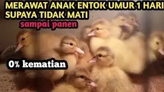 cara merawat anak entok yang baru menetas/tips sukses beternak entok