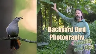 Backyard Bird Photography