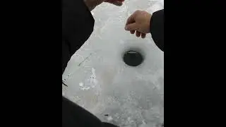 это тоже Рыба!