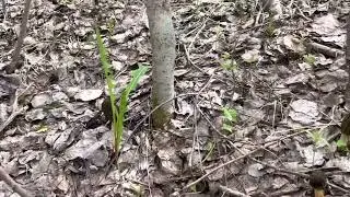 Сморчки кругом! 5 мая 2023г