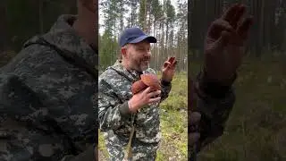 Boroviki Karelia 6.09.2023part 4