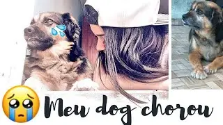 MEU CACHORRO CHORA COM A MUSICA DO GÁS