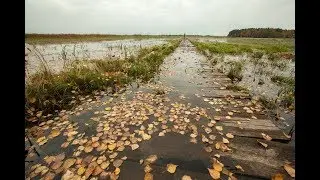 Restoration of peatlands supports climate action in Belarus